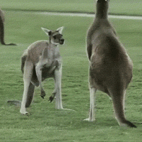 post-5485-0-67400700-1425672390_thumb.gif